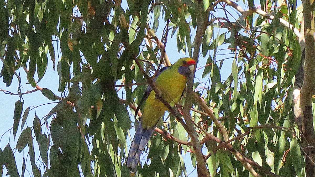 Crimson Rosella - Bill de Belin