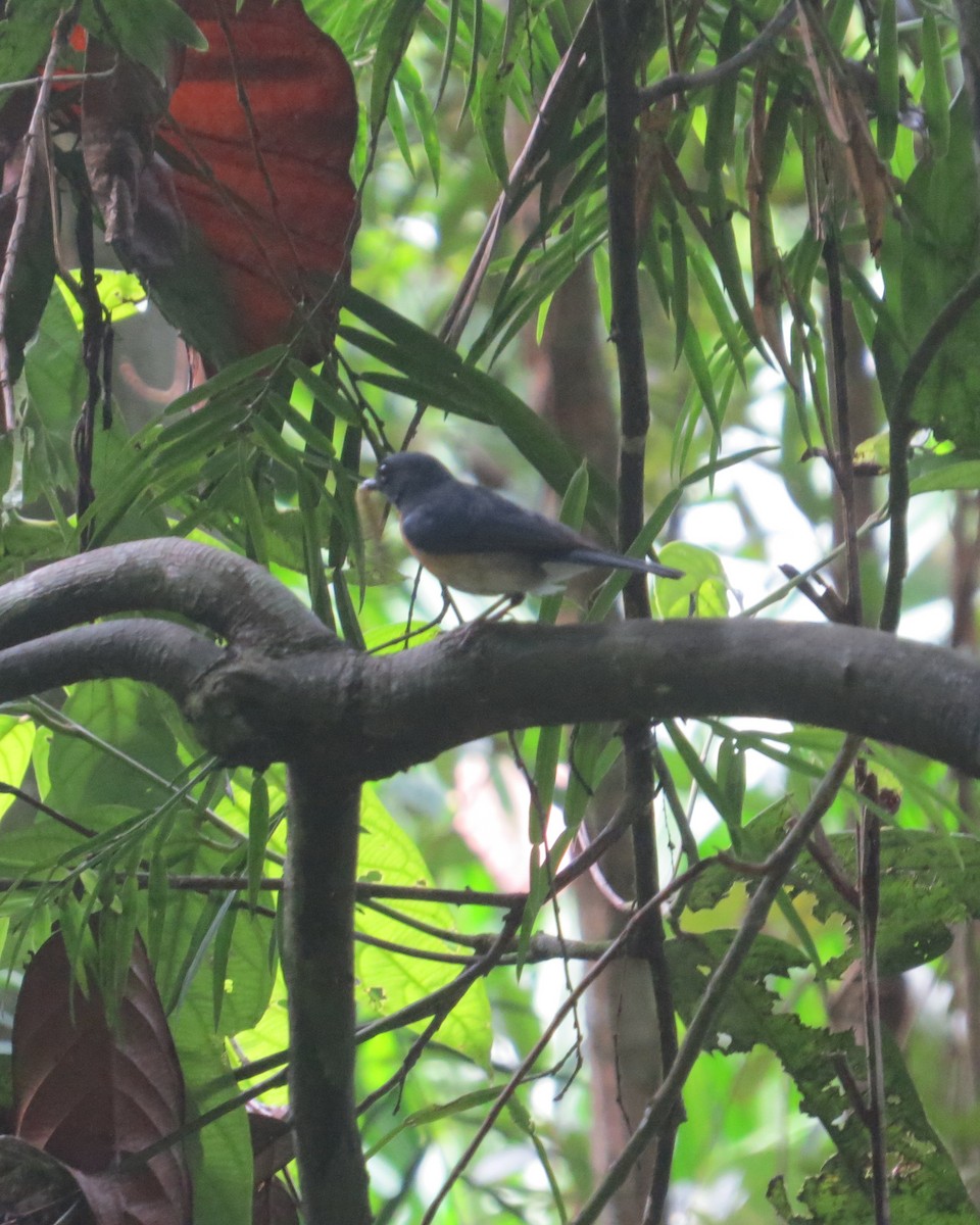 Tickell's Blue Flycatcher - ML96977911