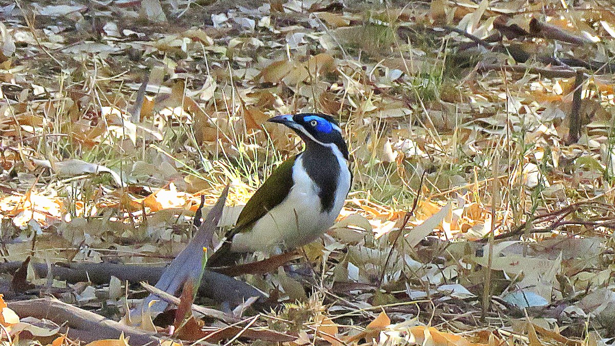 Blue-faced Honeyeater - ML96978041