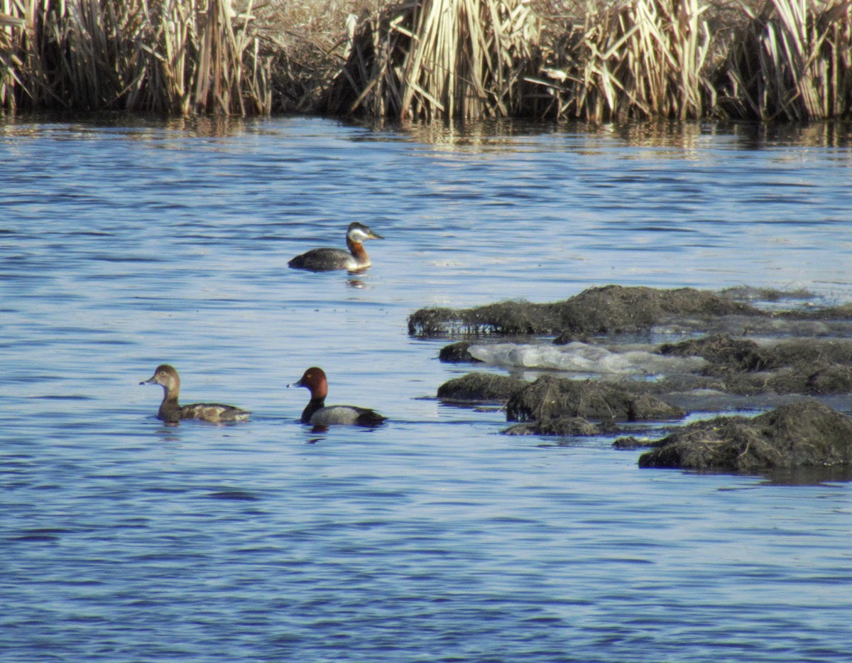 Red-necked Grebe - ML96978631