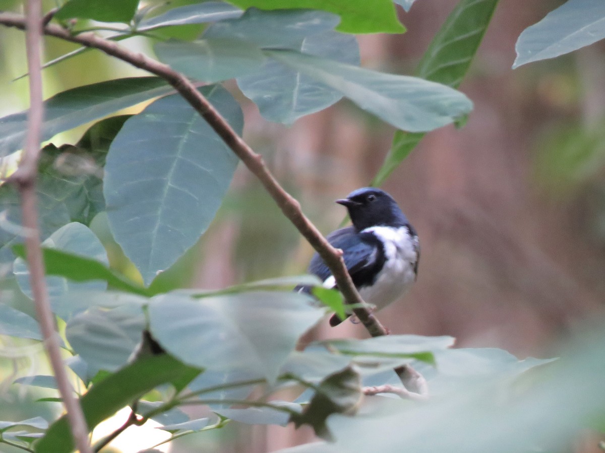 Black-throated Blue Warbler - ML96979031