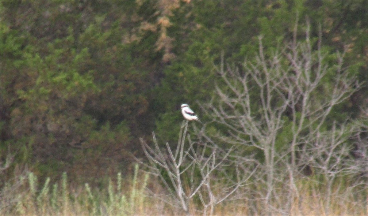 Alcaudón Boreal - ML96979161