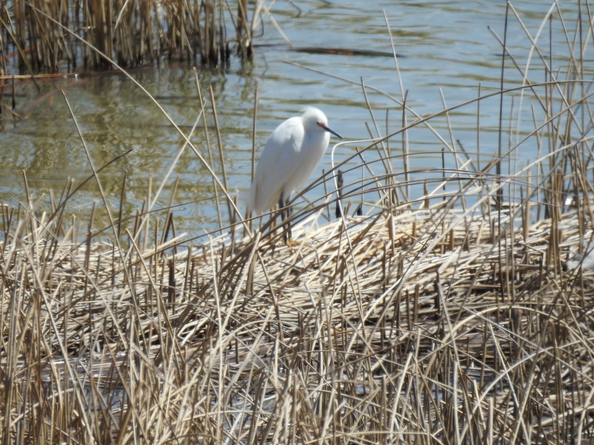 Aigrette neigeuse - ML96979511