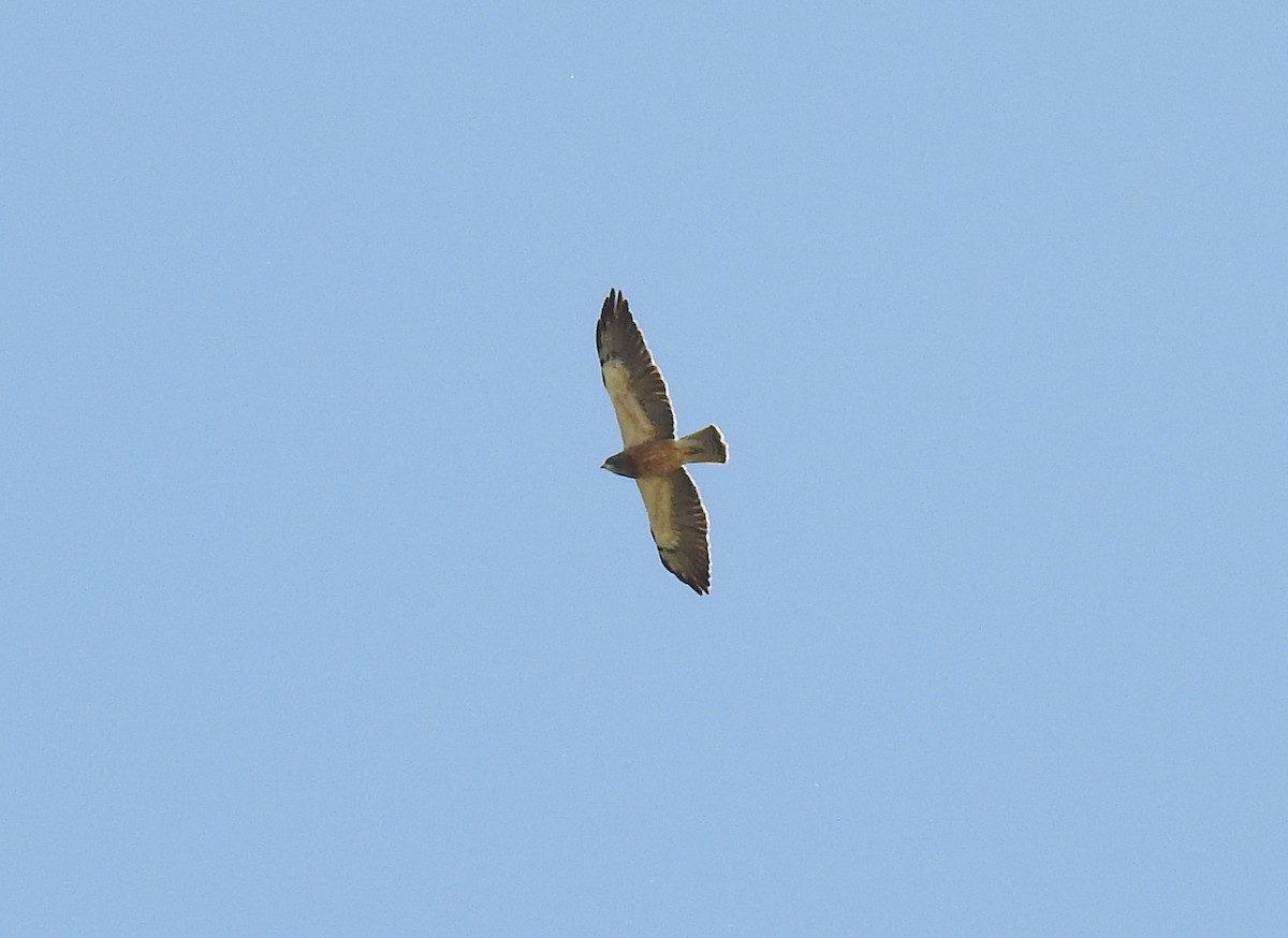 Swainson's Hawk - ML96980081