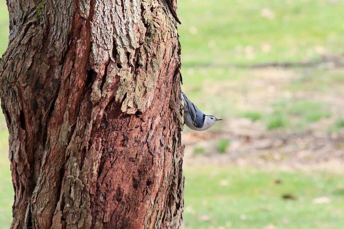 White-breasted Nuthatch - ML96980381