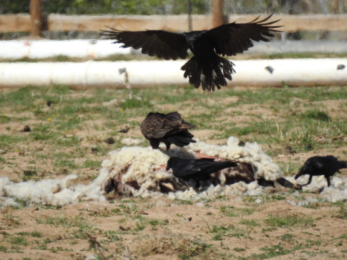 Common Raven - ML96980431