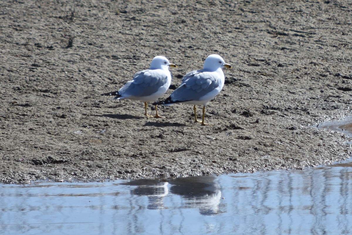 Ring-billed Gull - ML96981411