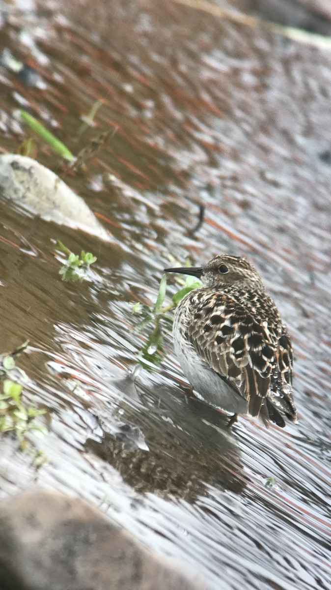 Least Sandpiper - James Fox