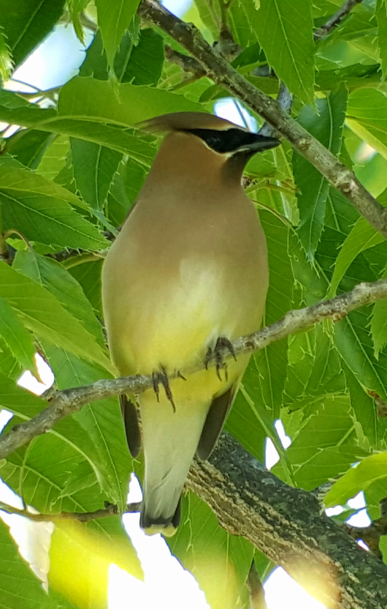 Cedar Waxwing - Ritch Lilly