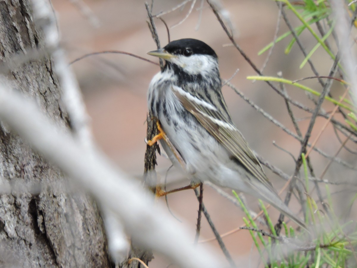 Blackpoll Warbler - ML96981971