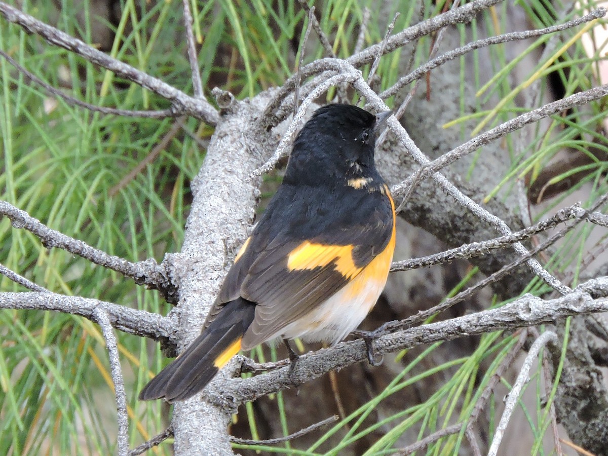 American Redstart - ML96982191