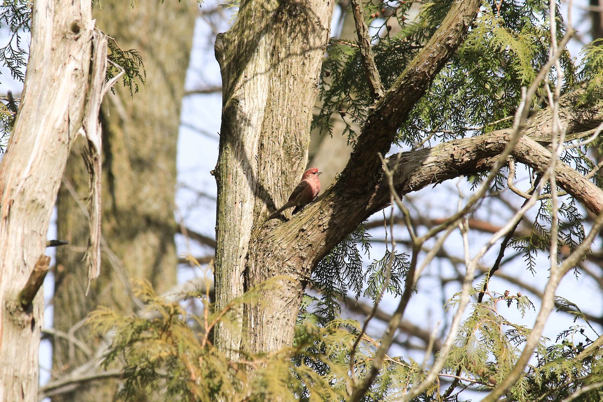 House Finch - ML96982481