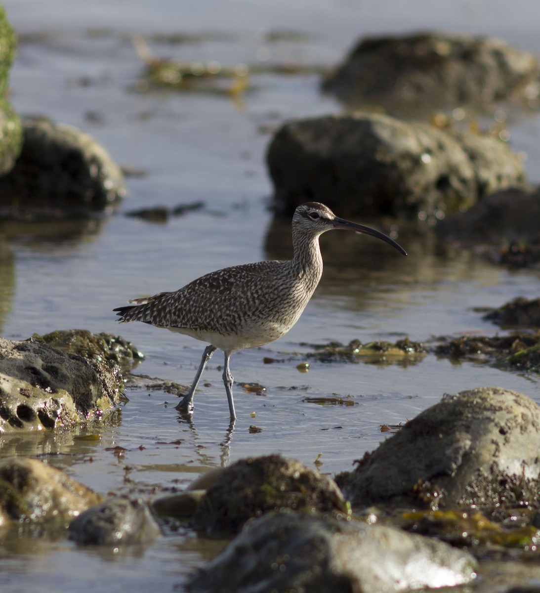 Whimbrel - ML96982721