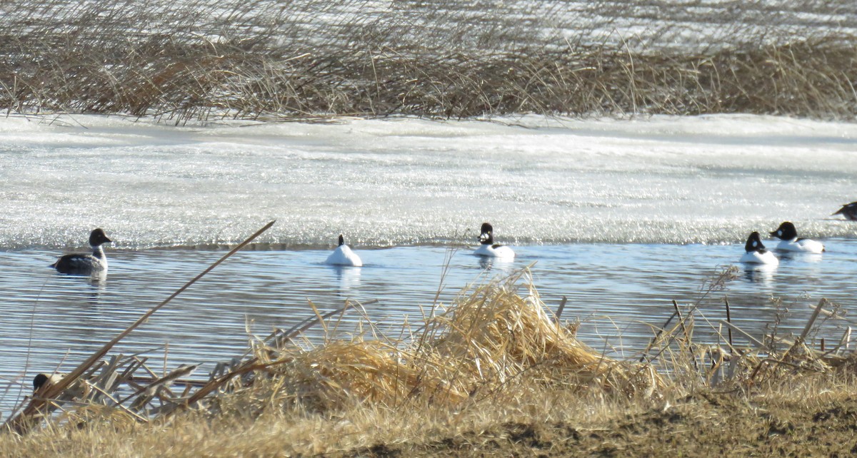 Barrow's Goldeneye - ML96982851