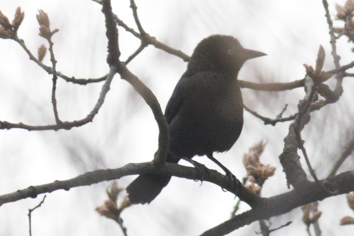 Rusty Blackbird - ML96982981