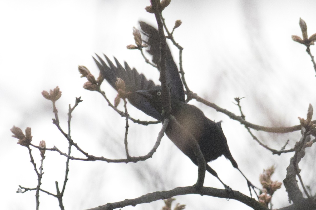 Rusty Blackbird - ML96982991