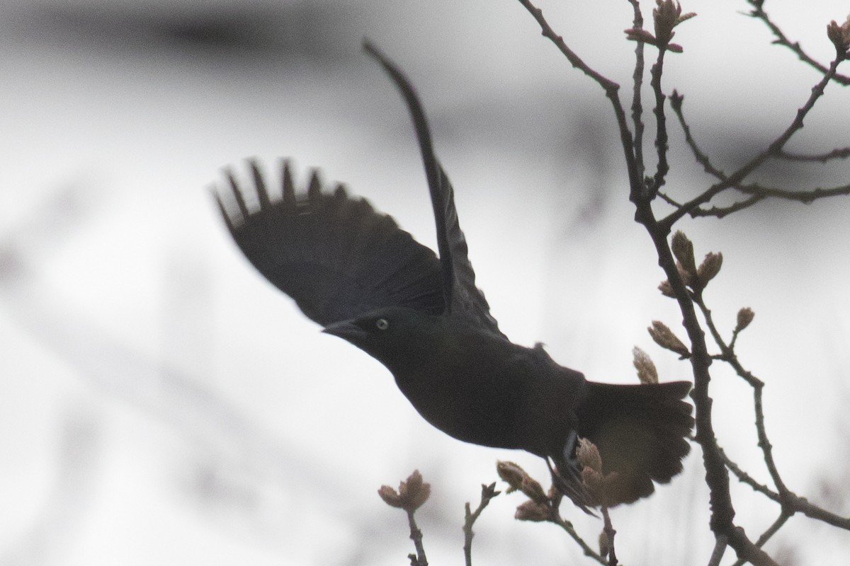 Rusty Blackbird - ML96983011