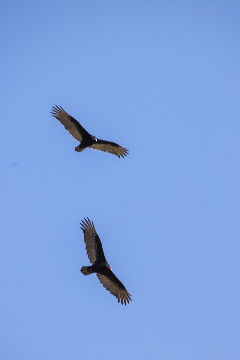 Turkey Vulture - ML96983081