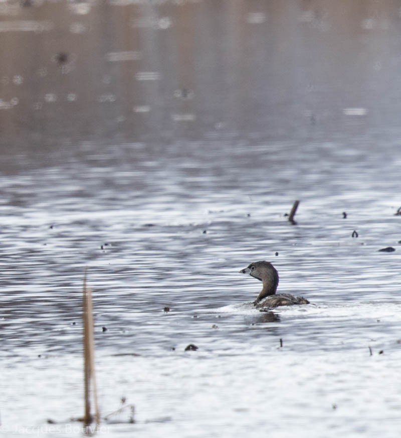 Pied-billed Grebe - ML96983451