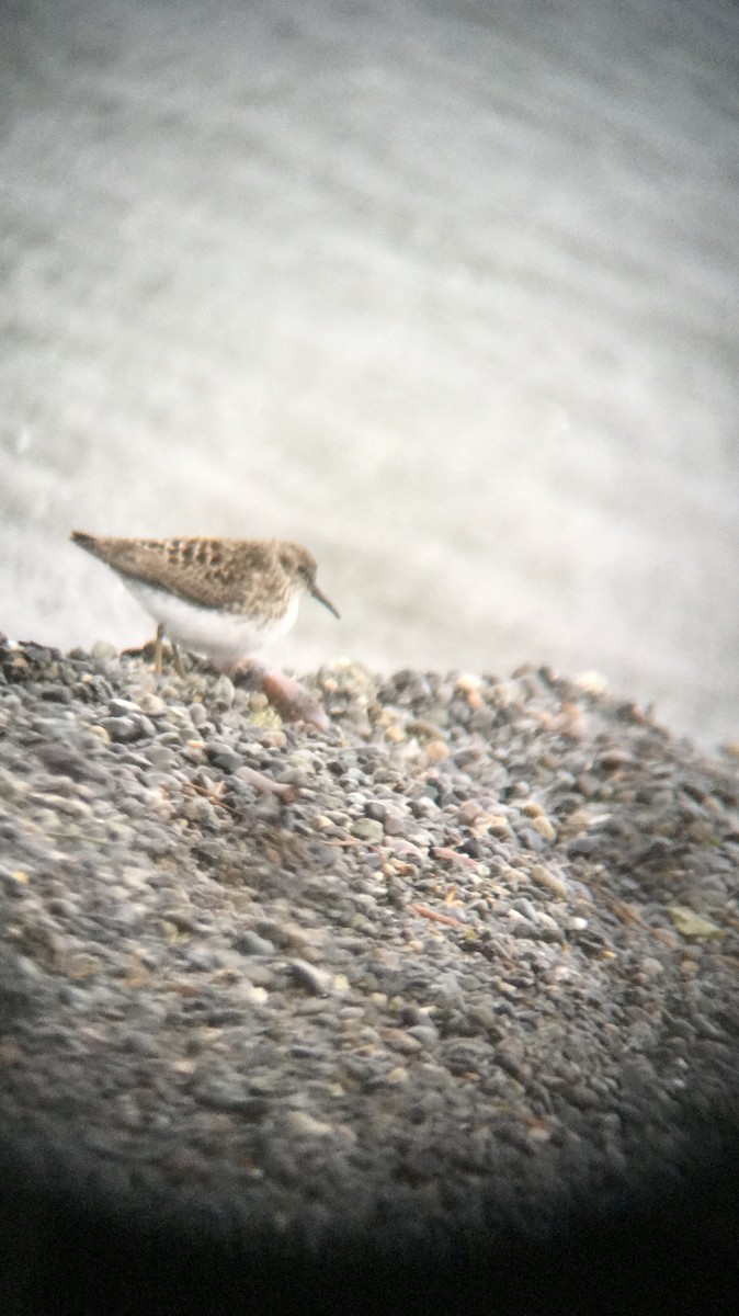 Least Sandpiper - James Fox