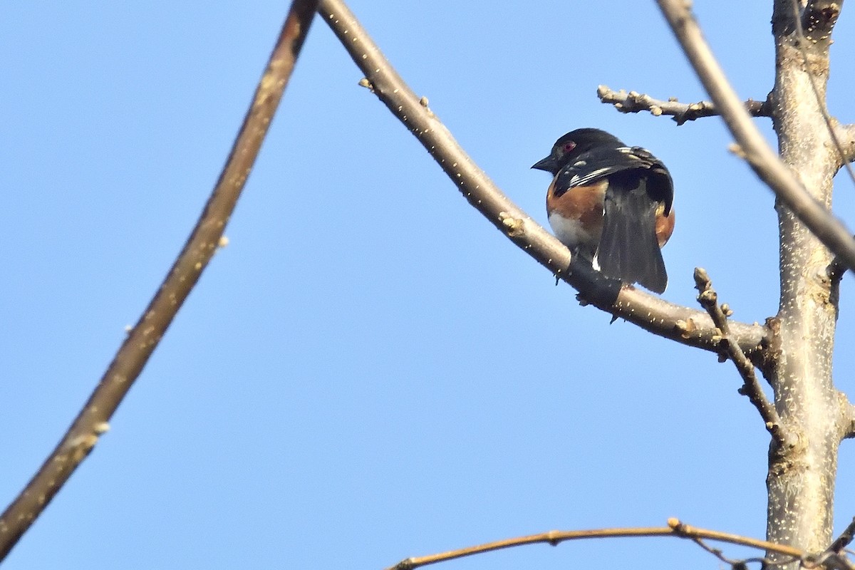 Eastern Towhee - ML96986451