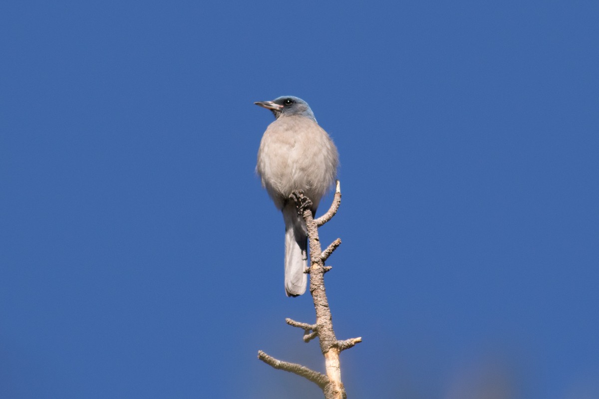 Mexican Jay - ML96987151