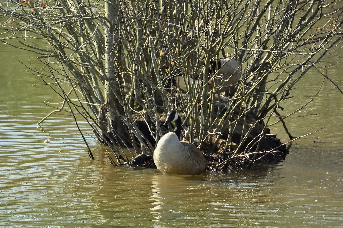 Canada Goose - ML96987261