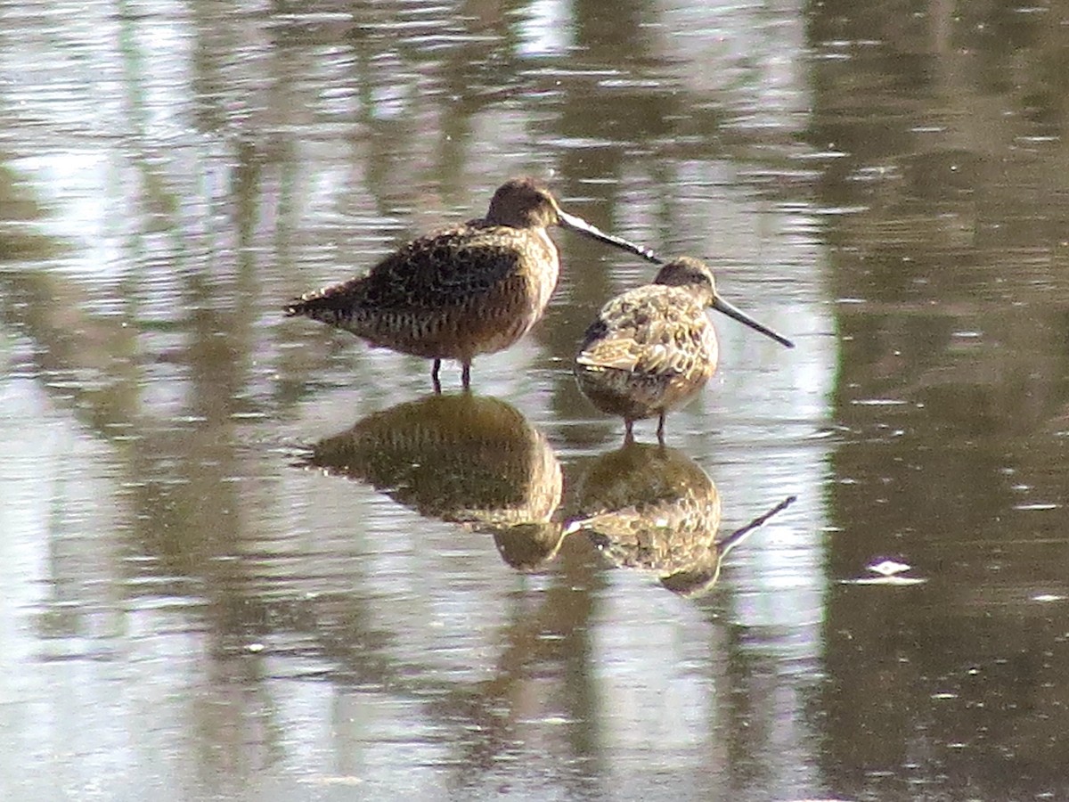 langnebbekkasinsnipe - ML96988971