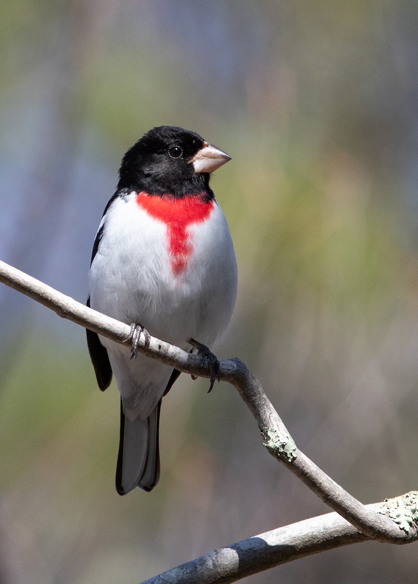 Rose-breasted Grosbeak - ML96989331