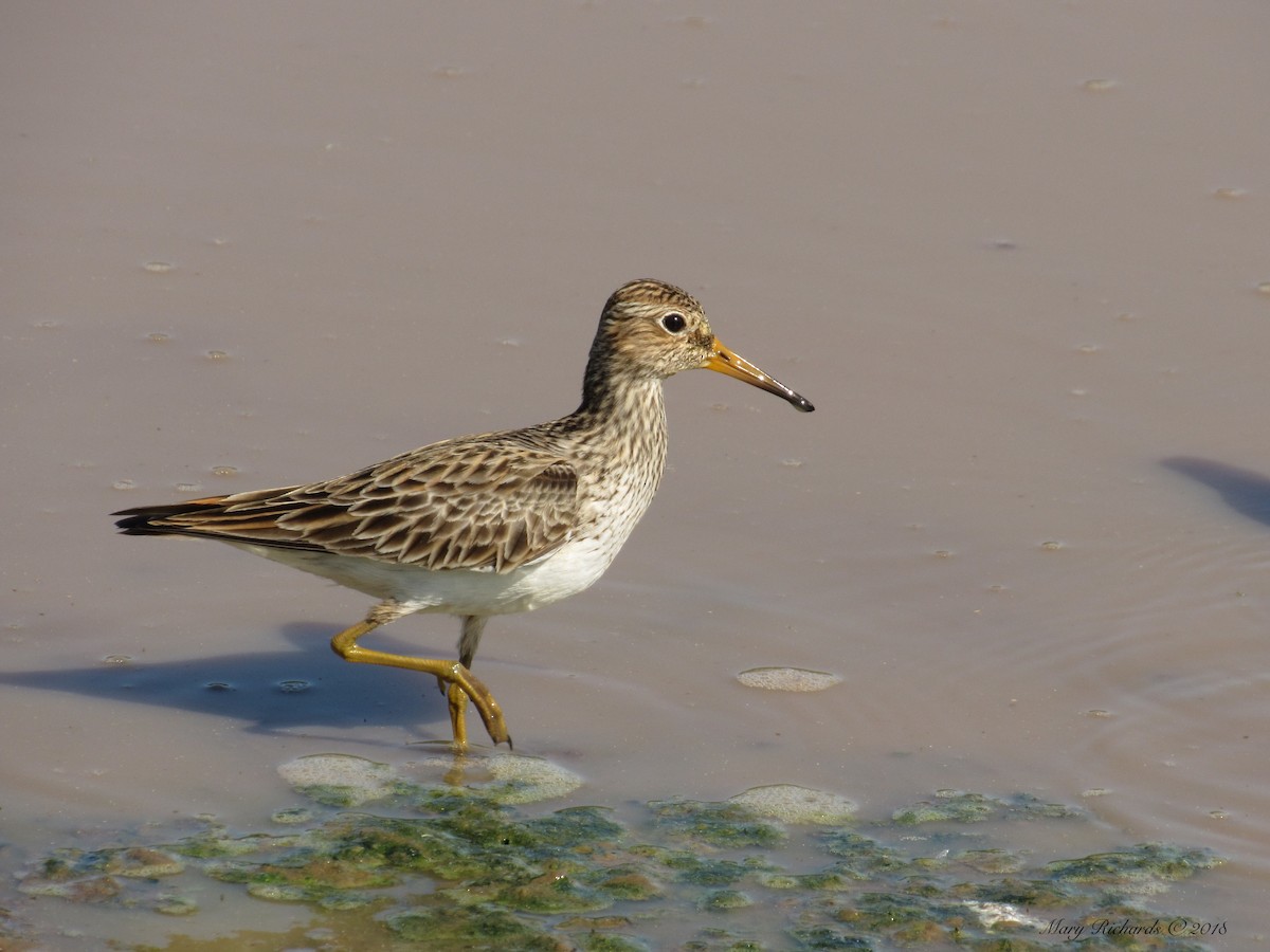 Pectoral Sandpiper - Mary Richards