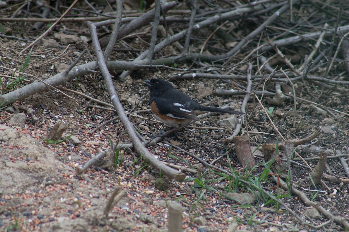 Eastern Towhee - ML96991661