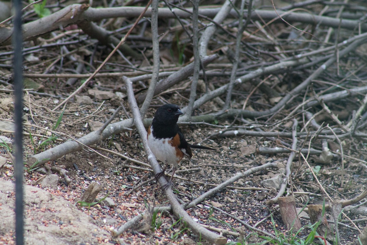 Eastern Towhee - ML96991671