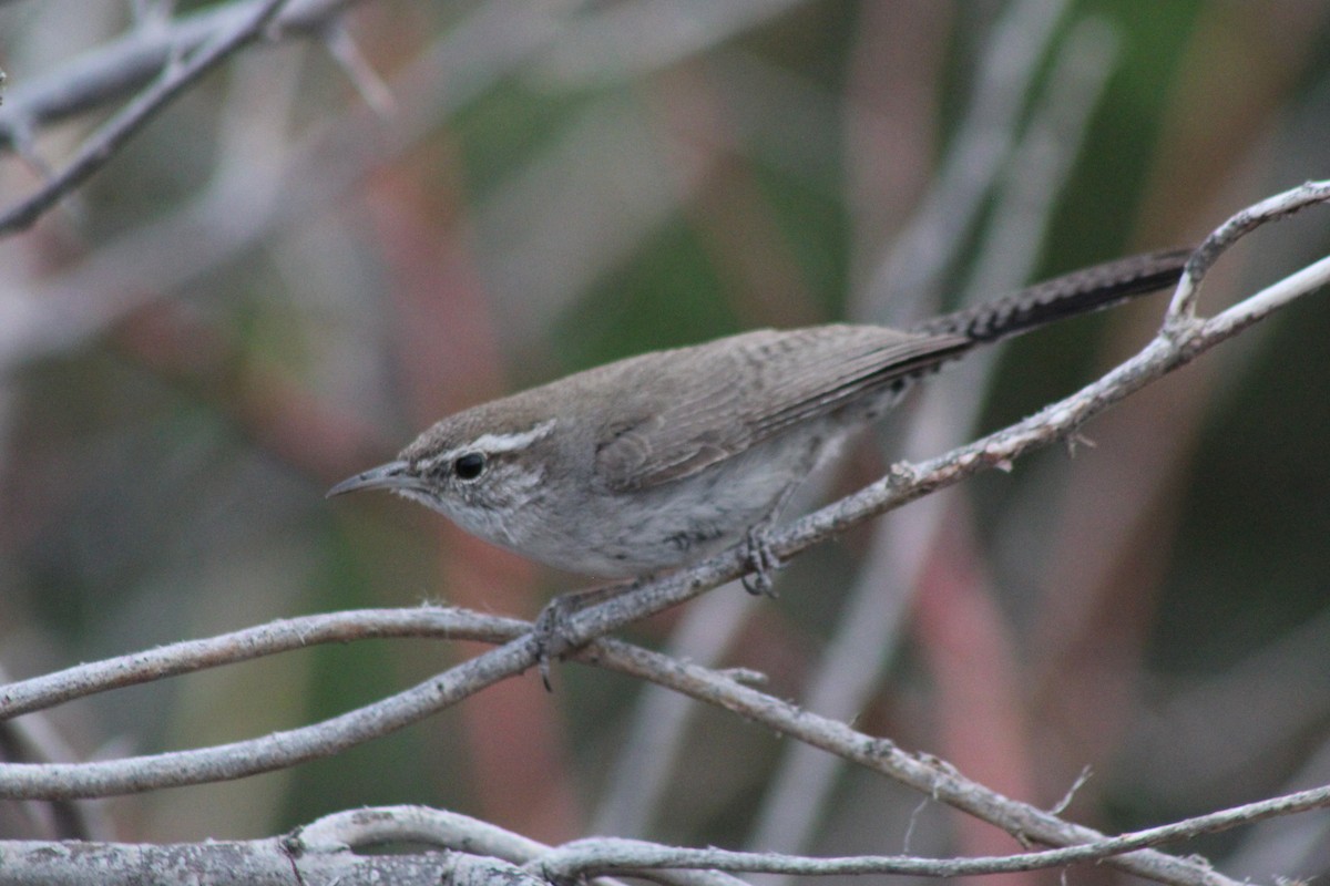 Bewick's Wren - David Lerwill