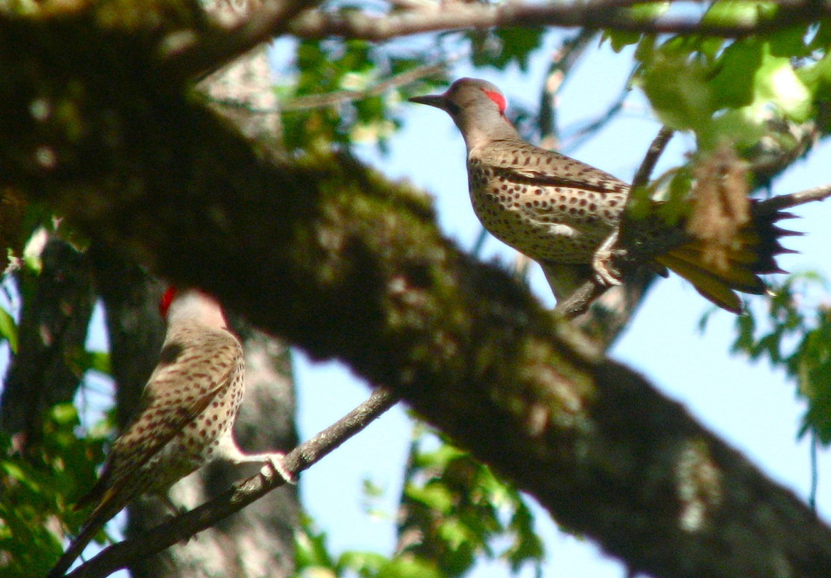 Northern Flicker - Hope Shastri