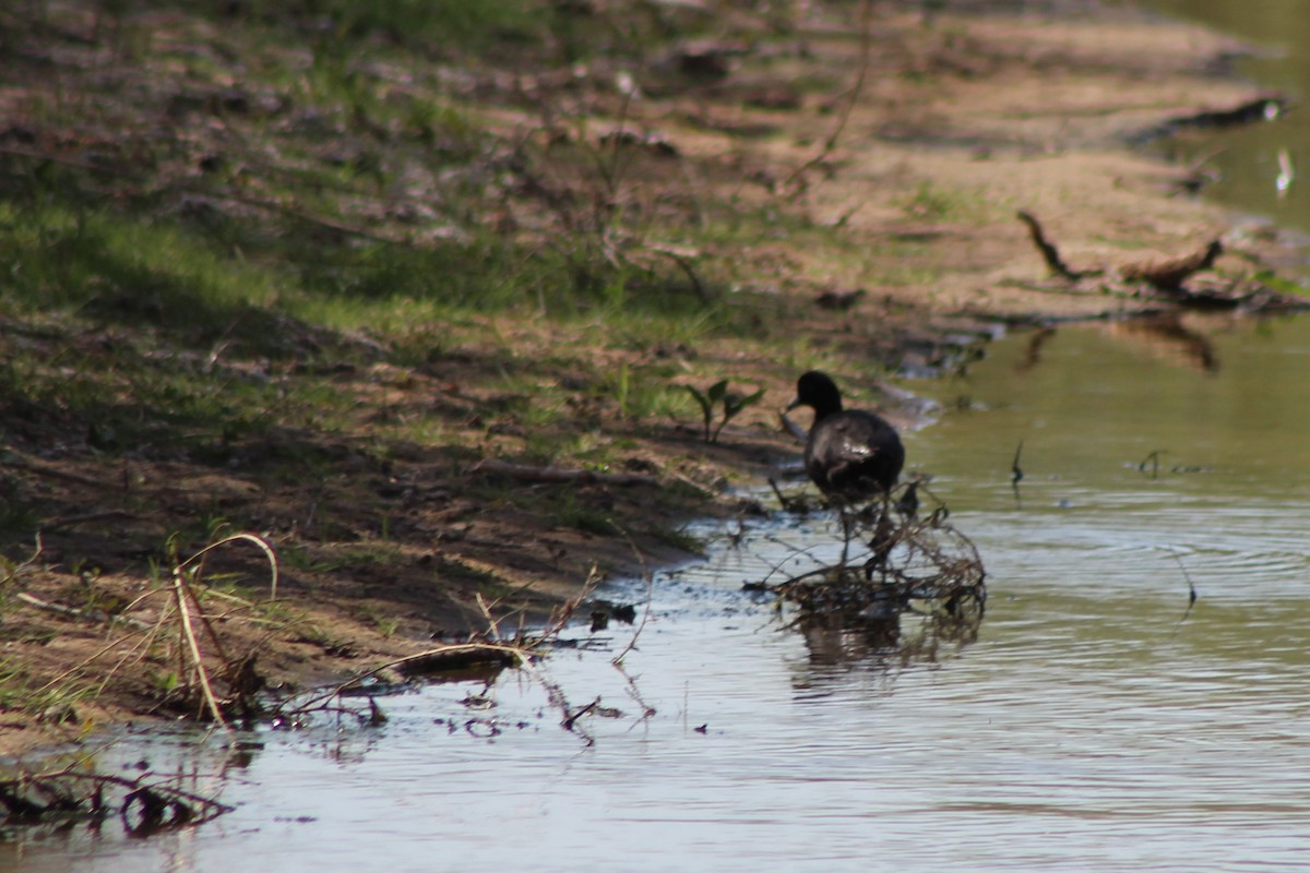 American Coot - ML96995881