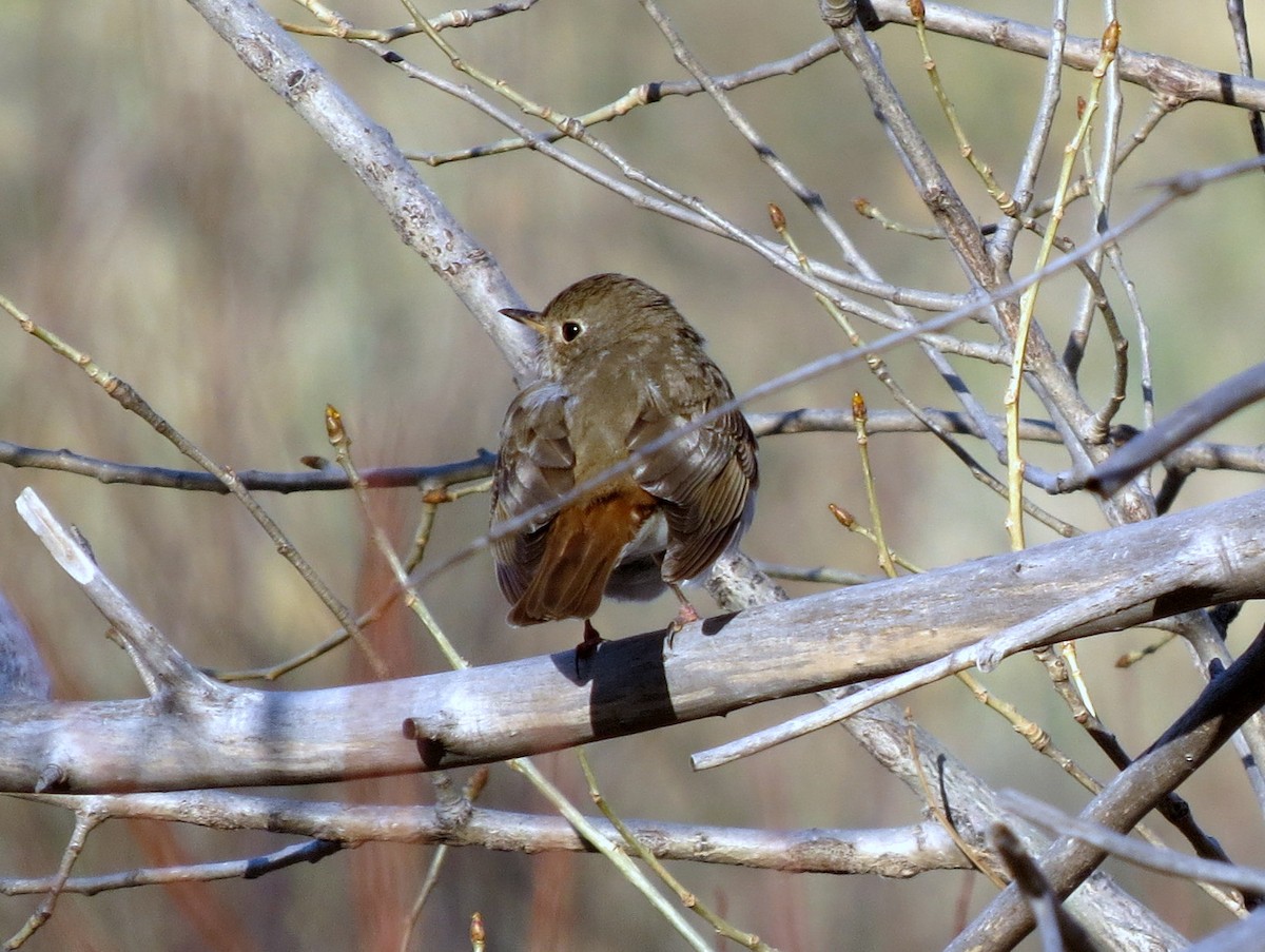 Hermit Thrush - ML96999351