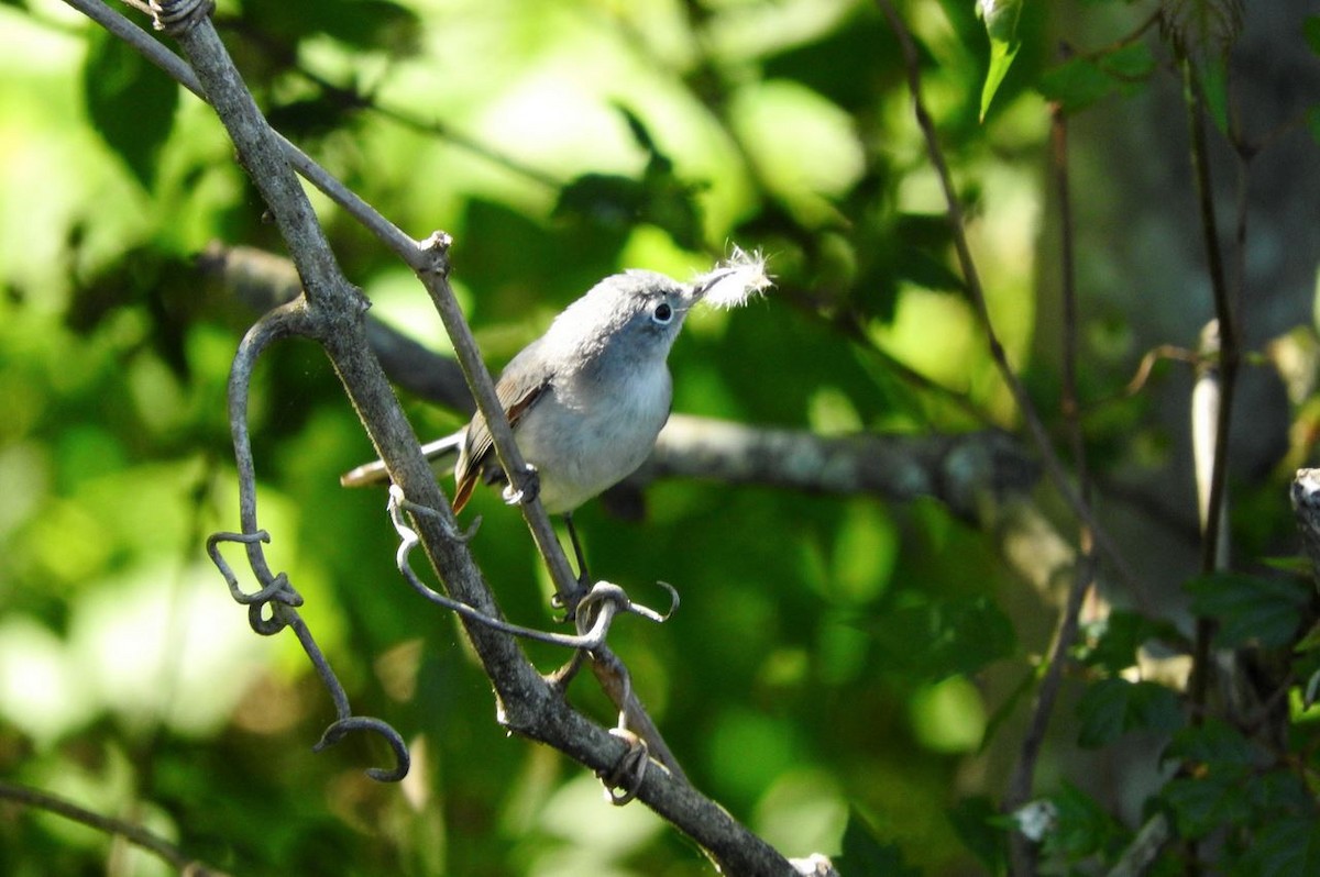 Blue-gray Gnatcatcher - ML96999571