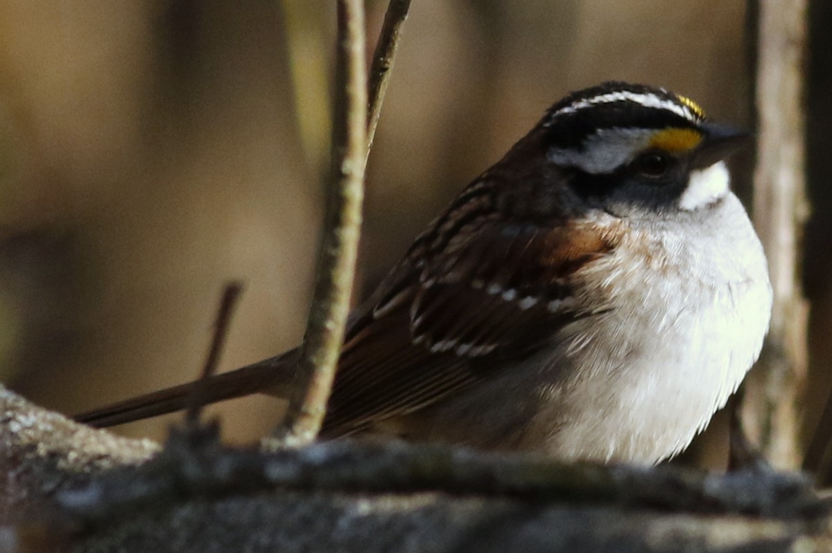 White-throated Sparrow - Jon G.