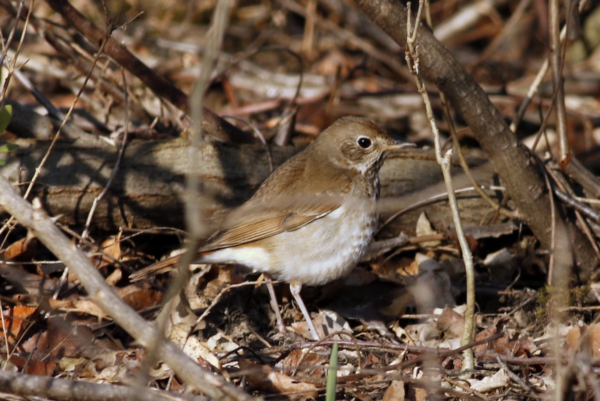 Hermit Thrush - ML97000091