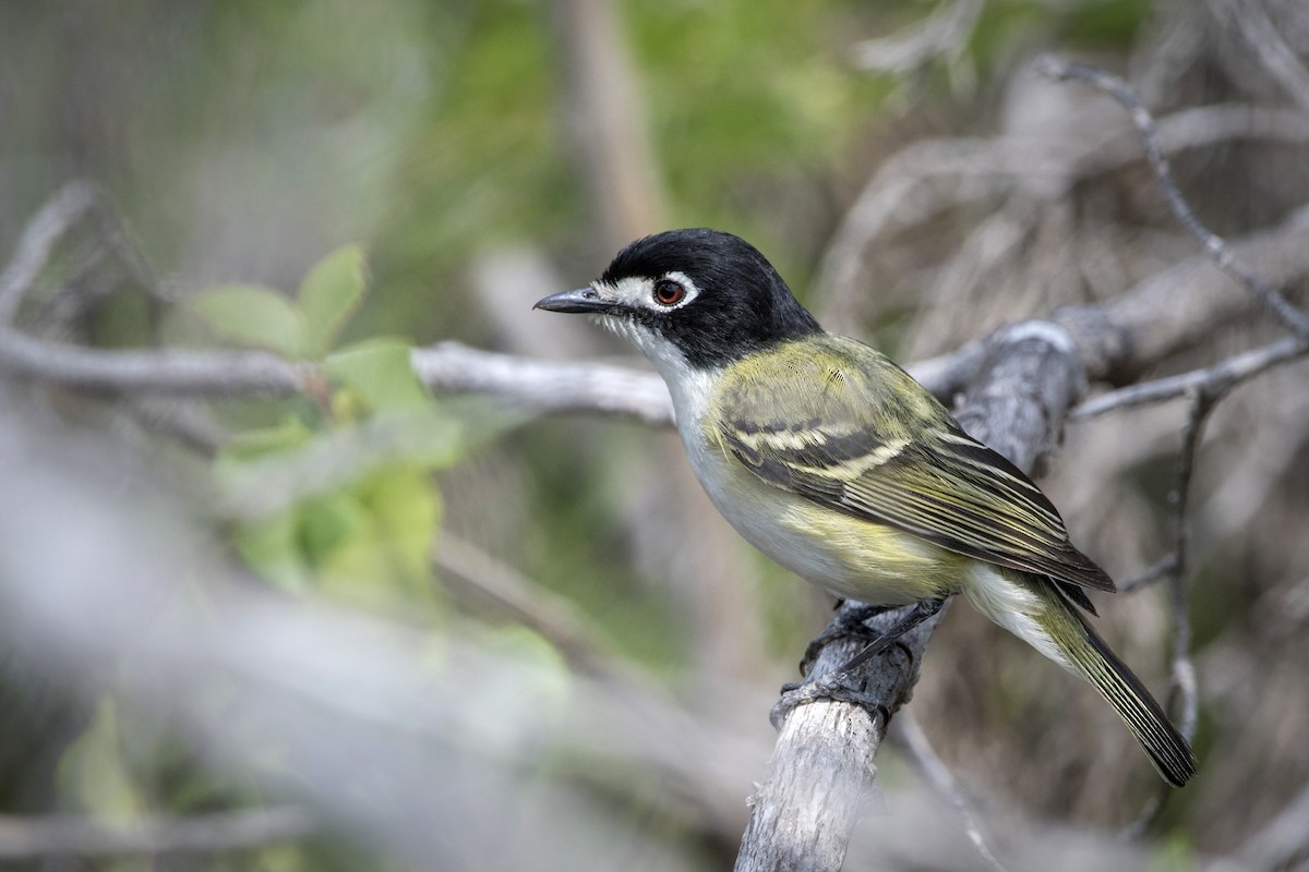 Black-capped Vireo - ML97000131