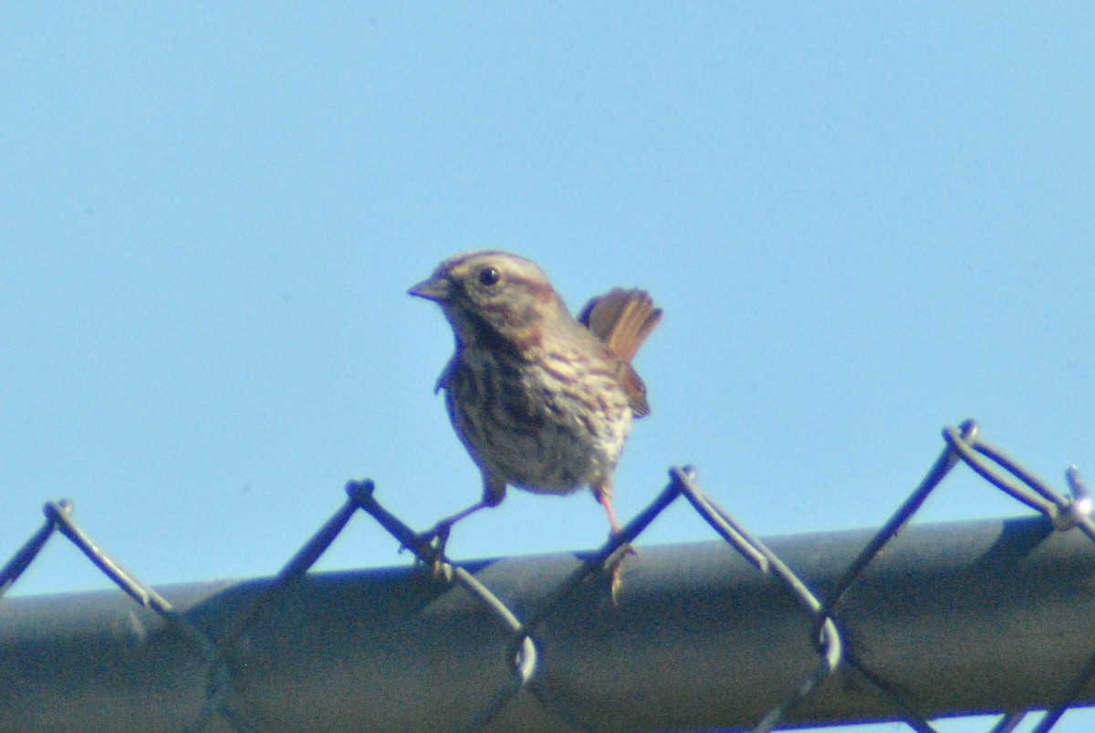 Song Sparrow (montana/merrilli) - ML97000521