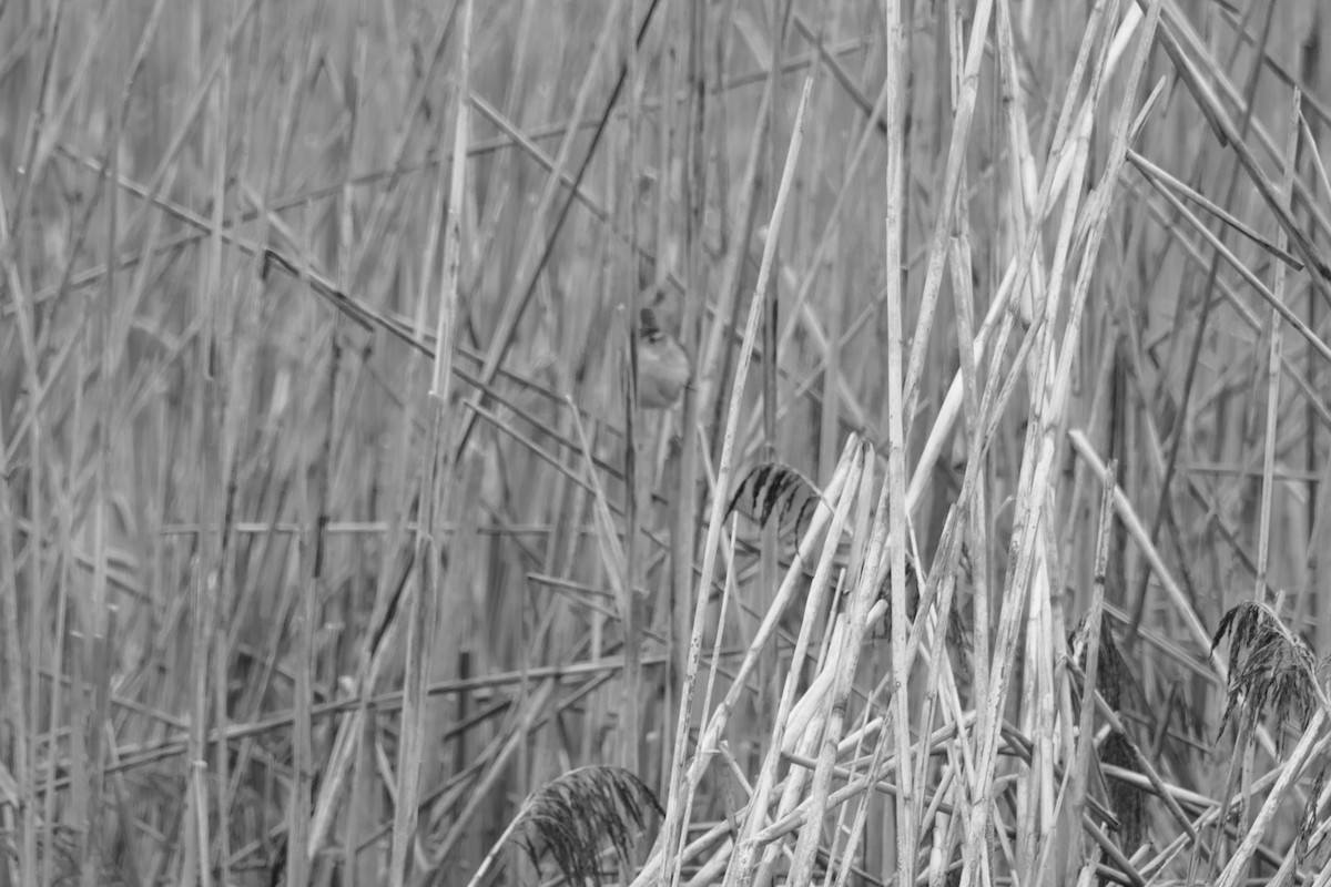 Овад болотяний - ML97001351