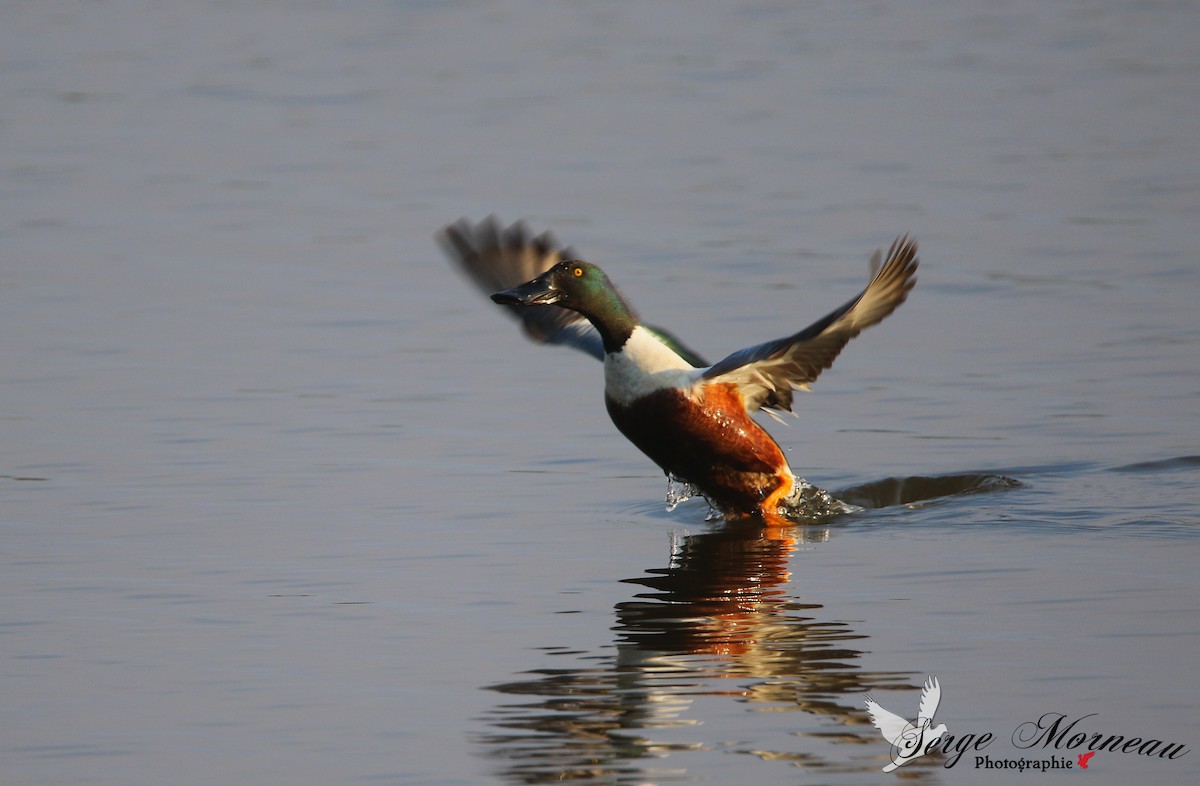 Northern Shoveler - Serge Morneau