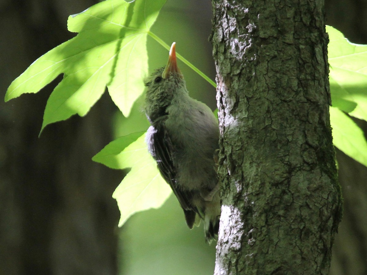 White-breasted Nuthatch - Marshall Weber