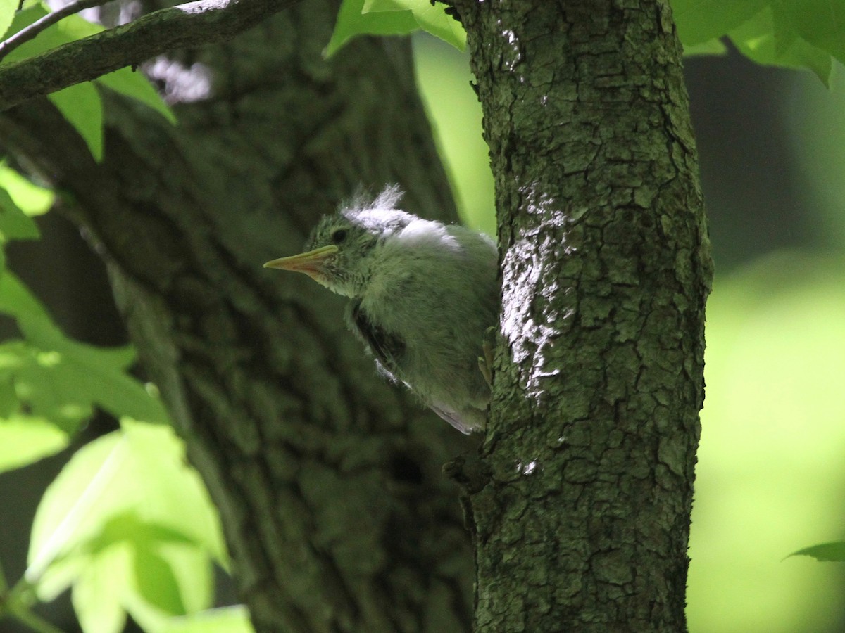 White-breasted Nuthatch - Marshall Weber