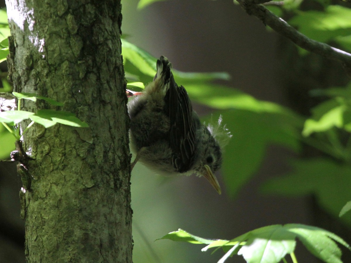 White-breasted Nuthatch - ML97006741