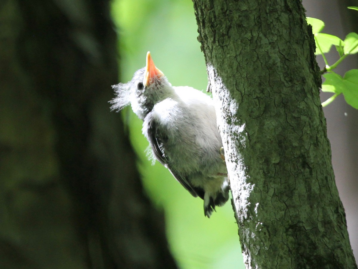 White-breasted Nuthatch - Marshall Weber