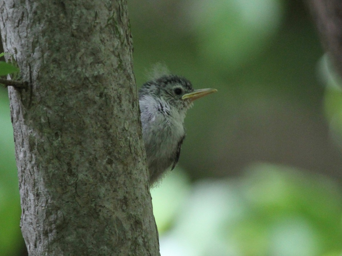 White-breasted Nuthatch - ML97006771