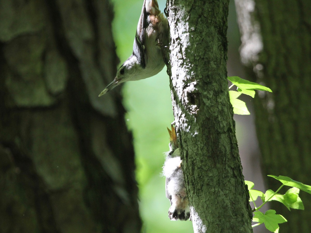 White-breasted Nuthatch - ML97006781