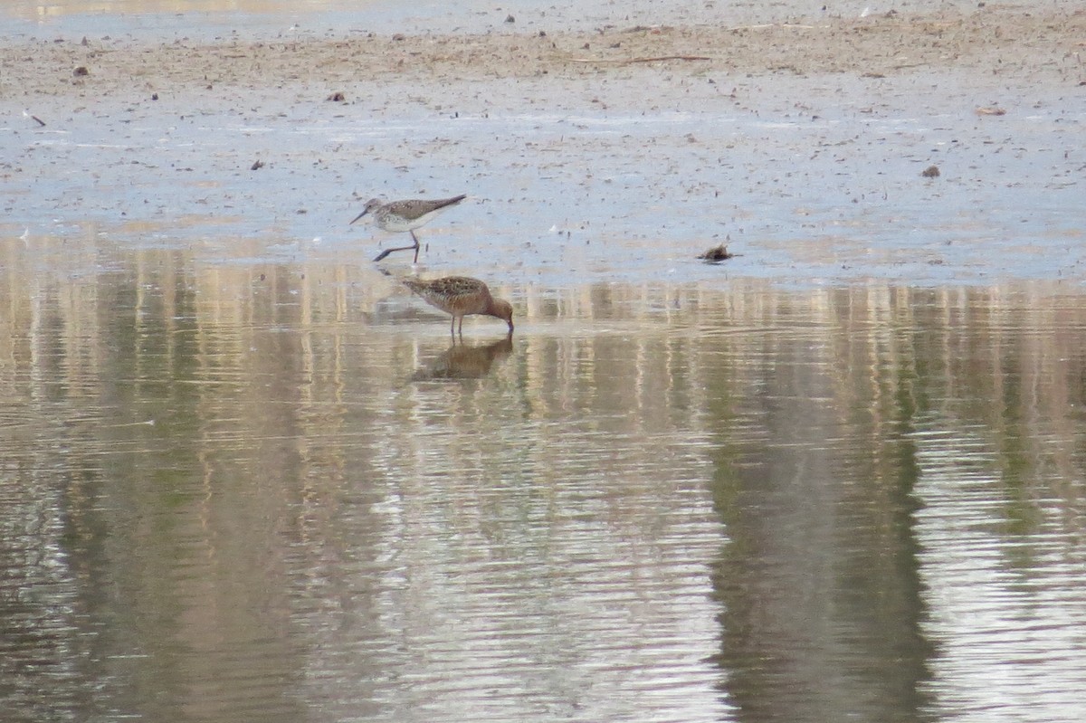 Lesser Yellowlegs - ML97006841